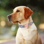 Unique Style Paws Dog Collar With Metal Buckle - Red Rose Flower Gift for Small, Medium, Large Boys Girls Dogs - Durable and Cute - Image 4