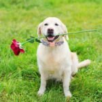 Unique Style Paws Dog Collar With Metal Buckle - Red Rose Flower Gift for Small, Medium, Large Boys Girls Dogs - Durable and Cute - Image 6