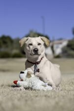 Multipet Lamb Chop 10" (Pack of 3) - Image 3