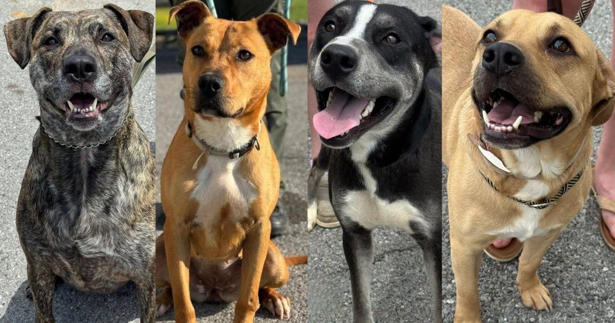 Marshall County Animal Care and Control over capacity, waives adoption fees for July