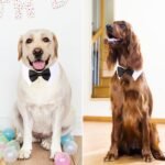 Segarty Dog Tuxedo Collar for Neck Girth 12.6-15.7in, Bow Tie Collar Black Bowtie with Handcrafted Adjustable White Formal Pet Cats Necktie Collars for Medium Large Boy Dog Wedding Grooming Birthday - Image 5