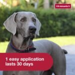 K9 Advantix II XL Dog Vet-Recommended Flea, Tick & Mosquito Treatment & Prevention | Dogs Over 55 lbs. | 6-Mo Supply - Image 7