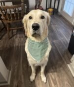 Lionet Paws Dog Bandana for Small Medium Large Dogs, Cat Dogs Kerchief Triangle Bibs Scarf for Girl or Boy - Image 3
