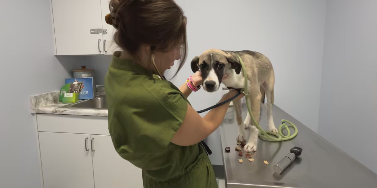 Humane Society of South Mississippi opens veterinary urgent care clinic