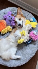 Nocciola 5 Packs Squeaky Dog Toy Plushies, Cute Soft Squeak Crinkle Plush Stuffed Durable Pet Animal Chew Puppy Toys for Small Meidum Large Breed - Image 10