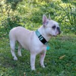 Ladoogo Reflective Dog Collar Padded with Soft Neoprene Breathable Adjustable Nylon Dog Collars for Small Medium Large Dogs (Medium (Pack of 1), Blue Collar+Leash) - Image 5