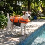 Outward Hound Granby Splash Orange Dog Life Jacket, Small - Image 9