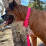 Country Brook Petz - Martingale Dog Collar - Heavy-Duty Training Collar with No Buckle - Service Dog Collar for All Pups - 20 Vibrant Colors (Hot Pink, 1 Inch, Medium) - Image 4