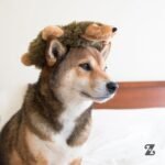 ZippyPaws Loopy - No Stuffing Dog Toys to Keep Them Busy, for Small, Medium, & Large Dogs, Squeaky Pet Toy for Boredom, Unstuffed Chew Toy, Soft Plush Puppy Products, Hedgehog - 10" - Image 7
