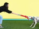 ZippyPaws RopeTugz - Durable Dog Pull Rope Toy, Interactive Tug of War for Large, Medium, & Small Dogs, Squeaky Pet Products to Keep Them Busy, Made with Heavy Duty Climbing Rope - Blue Monkey - Image 5