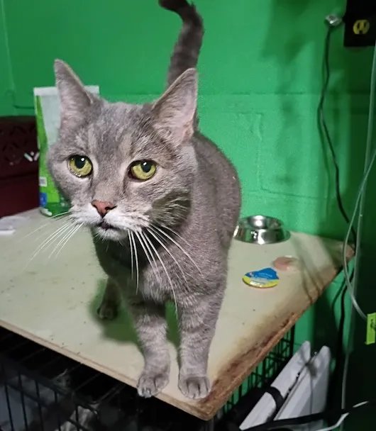 Oswego County TodayHecate: Pet of the Week