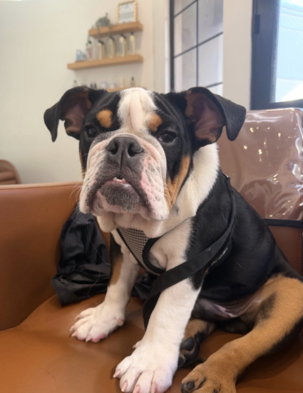 Death of dog at day care site in Santa Barbara sparks uproar
