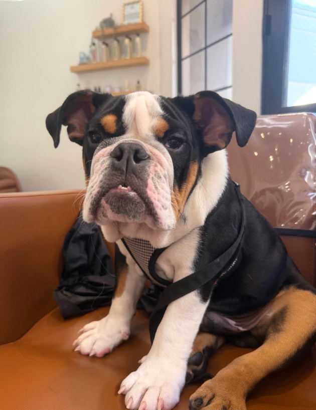 Death of dog at day care site in Santa Barbara sparks uproar