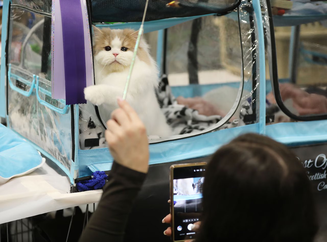 Should pet owners get a 0 tax break? Here’s what N.J. residents think about the proposal.