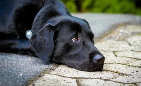 Summer Holidays: Taking Your Pet Along Can Cause Extra Expense -