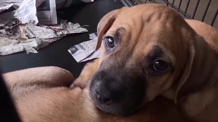 High costs leave San Antonio pet owners looking for help as ACS kennels reach capacity