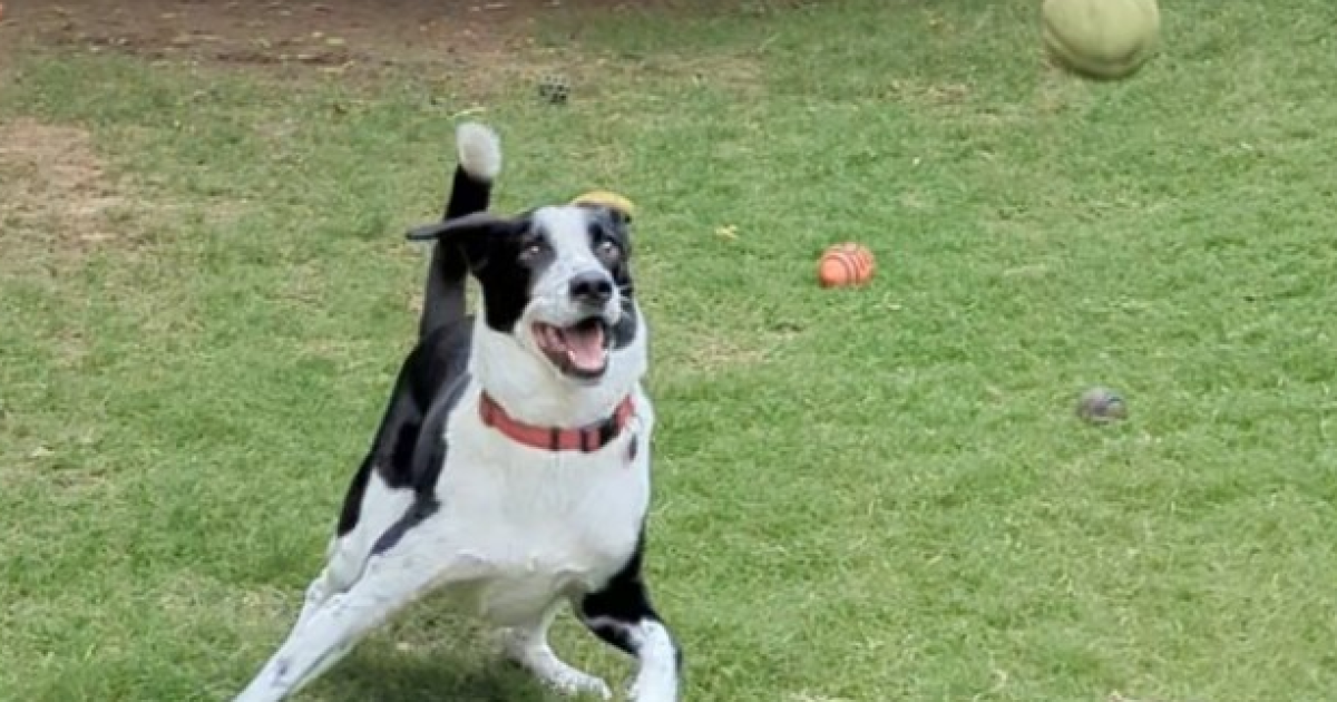 Animal Care Services warns about heat, investigates 3 dog deaths
