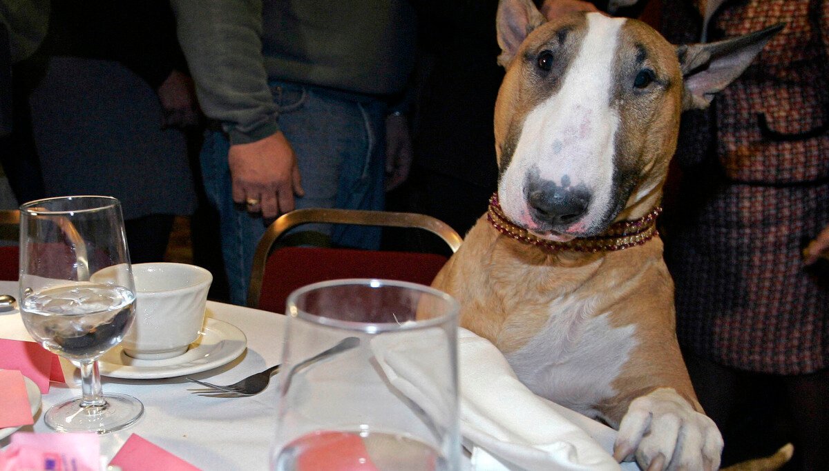 Pet care: Why dogs can’t resist stealing food