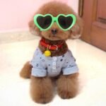Vctitil 9 Pcs Dog Cat Sunglasses Cute Heart Pet Glasses Photo Props Eyewear Multicolor Cosplay Glasses Dolls Sunglasses Pet Accessories - Image 4