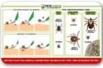 Premium Tick Remover Kit - Stainless Steel Tick Remover + Tweezers, Leather Case, and Free Pocket Tick Identification Card (1 Set) - Image 5