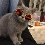 2pcs Random Color Small Cat Kitten Glasses Pet Glasses Dog Sunglasses Pet Supplies Kittens Pet Sunglasses 3 cm/1.1 Inch Cosplay Costume Photos Props - Image 5