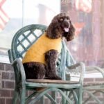 Blueberry Pet Classic Fuzzy Textured Knit Pullover Crew-Neck Dog Sweater in Mustard Yellow, Back Length 14", Pack of 1 Clothes for Dogs - Image 4