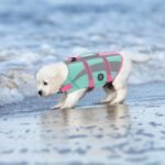 EMUST Dog Life Vests, Lightweight Dog Flotation Vest for Boating Swimming | Dog Safety Swimsuit for Small Dogs with Enhanced Buoyancy, Adjustable Puppy Dog Flotation Vest, NewTurquoise, XS - Image 7