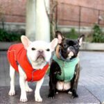 Gooby Sports Vest Dog Jacket, Green, Medium | Fleece-lined, water-resistant outer; 3-point hook-and-loop fit; Reflective lining; Leash attachment - Image 8