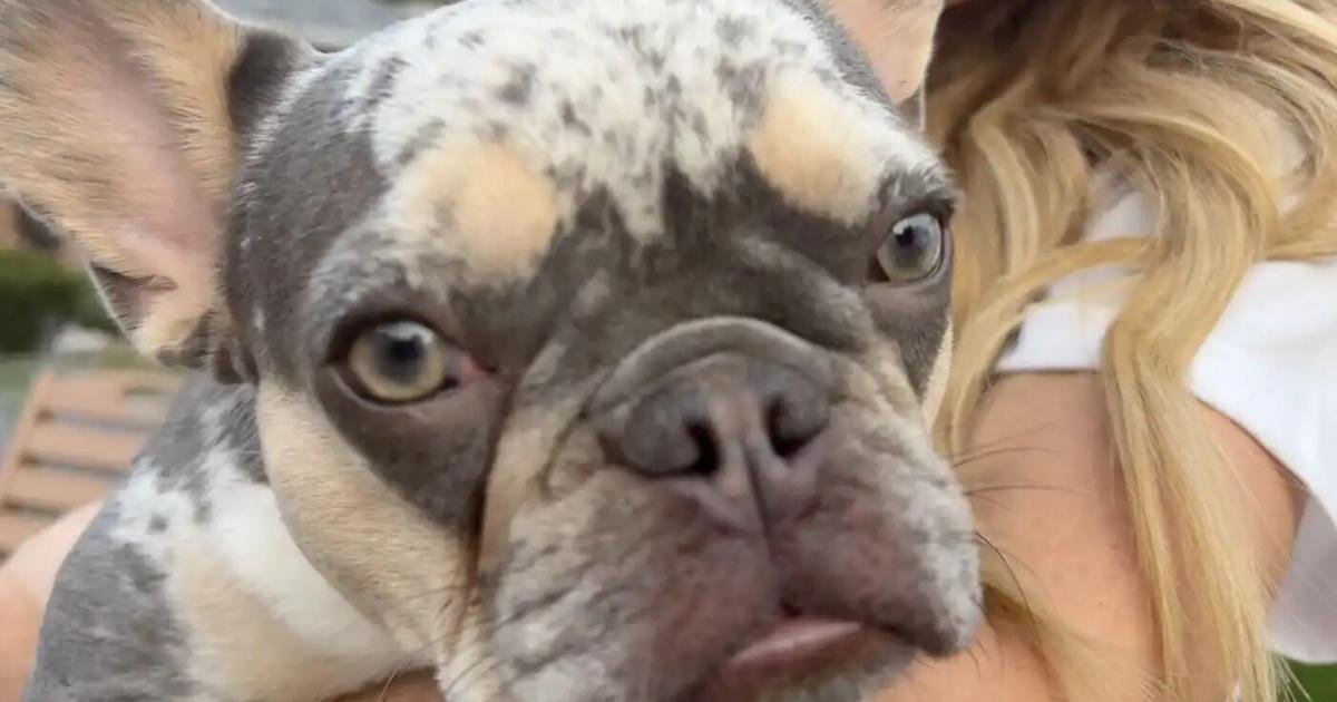 New partnership helps people seeking addiction treatment find pet care