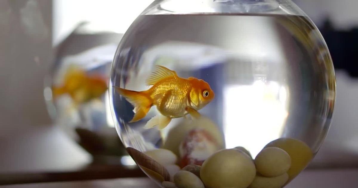 Releasing pet fish threatens health of local waterways