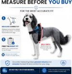 ShawnCo Essential Dog Harness, No-Pull Pet Vest with 3 Leash Clips, No Choke, Reflective, Adjustable and Padded, for Easy Walking and Training for Small, Medium and Large Dogs (Oceanic Blue, S) - Image 7