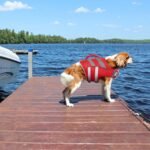 Kuoser Reflective Dog Life Jacket, Dog Life Vest for Swimming Boating | Adjustable Pet Lifejackets, High Flotation Doggie Swimsuit with Rescue Handle for Small Medium Large Dogs - Image 6