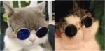 2pcs Random Color Small Cat Kitten Glasses Pet Glasses Dog Sunglasses Pet Supplies Kittens Pet Sunglasses 3 cm/1.1 Inch Cosplay Costume Photos Props - Image 6