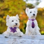 Reginary 100 Pieces Dog Bow Tie Collar Set Include 40 Dog Neckties, and 30 Puppy Bowties, 30 Collar Flowers, Adjustable Pet Ties Grooming for Small Medium Cats Pets Supply(Plaid) - Image 8