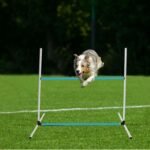 Halloscume 6 Pcs Dog Agility Training Jumps Hurdles,Blue and White | Adjustable Jumps Hurdles, Pet Jump Bars with Bag and Whistle, Equipments for Indoor Outdoor Dogs Pet Agility Course Game - Image 6