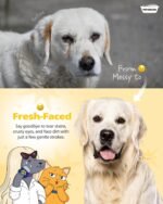 Professional Eye Comb for Pets, Stainless Steel Tear Stain Remover | Gentle Round-Head Grooming Tool for Cats & Dogs, Compact & Portable for Eye Gunk Removal - Image 4