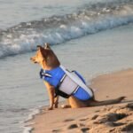 Dog Life Jacket Swimming Vest Lightweight High Reflective Pet Lifesaver with Lift Handle, Leash Ring Blue,XS - Image 7