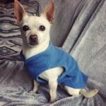 Gooby Fleece Vest Dog Sweater, Blue, Medium | Soft warm fleece; Pullover, easy on/off (no zippers); O-ring leash attachment; Machine washable - Image 4
