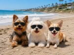 G029 Small Dog Breed up to 15lbs Cat Pet Aviator Sunglasses Glasses (Black) - Image 5
