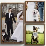 Engagement Gift, My Humans are Getting Married Dog Bandana, Wedding Photo Prop, Pet Scarf, Dog Engagement Announcement, Pet Accessories (Black) - Image 4
