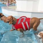 Kuoser Reflective Dog Life Jacket, Dog Life Vest for Swimming Boating | Adjustable Pet Lifejackets, High Flotation Doggie Swimsuit with Rescue Handle for Small Medium Large Dogs - Image 7