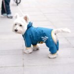 Dog Raincoat, Waterproof Dog Rain Jacket with Hood, Rain Coat with Leash Hole, Reflective Strap for Small Medium Dogs, Outdoor Adventures/Walking Lightweight Puppy (Blue,M) - Image 7