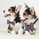 Reginary 100 Pieces Dog Bow Tie Collar Set Include 40 Dog Neckties, and 30 Puppy Bowties, 30 Collar Flowers, Adjustable Pet Ties Grooming for Small Medium Cats Pets Supply(Plaid) - Image 6