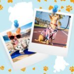 Weewooday 4 Pieces Small Pet Summer T-Shirts Hawaii Style Floral Pet Dog Shirt Breathable Cool Clothes Beach Seaside Puppy Sweatshirt for Puppy(Floral Style,Small) - Image 6