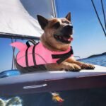 Small Dog Life Jacket Shark Light Puppy Life Vest for Swimming | Dog Life Vest for Boating Kayaking Canoeing - High Buoyancy Reflective Pet Lifesaver with Rescue Handle/ Leash Hook Pink,XS - Image 5