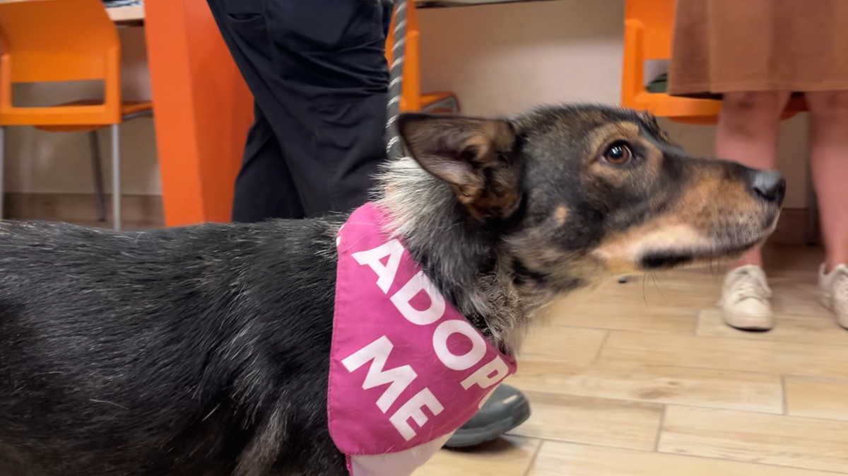 Bernalillo County Animal Care and Resource Center reopens after renovations