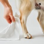 Wags & Wiggles Hypoallergenic Dog Wipes for Sensitive Skin, Fragrance-Free Waterless Cleansing Cloths for Paws, Face, and Dog Body, No SLS, Parabens, or DEA, 100 Count | Waterless cleansing cloths for paws, face, and body, no SLS, parabens, or DEA for sensitive skin - Image 5