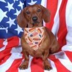 American Flag Dog Bandana, Ice Cream Hamburg Flag Pet Scarf, Premium Durable Fabric, Patriotic 4th of July Bandanas for Medium Large Dogs Pets (Large) - Image 4
