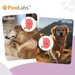 Gut Max Probiotic Chews - Natural, Vet Formulated Digestive & Immune Support - Relieves Diarrhea, Constipation - with Patented BC30™ Bacillus Coagulans - Duck Flavor - 90 Soft Chews - Image 8