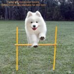 Dog Agility Equipment, Agility Poles, Dog Jumps, Outdoor Obstacle Course with 6 Weave Poles and Adjustable Jump Bar, Partial Gift Conversion Buckle (Blind Box) Yellow - Image 6